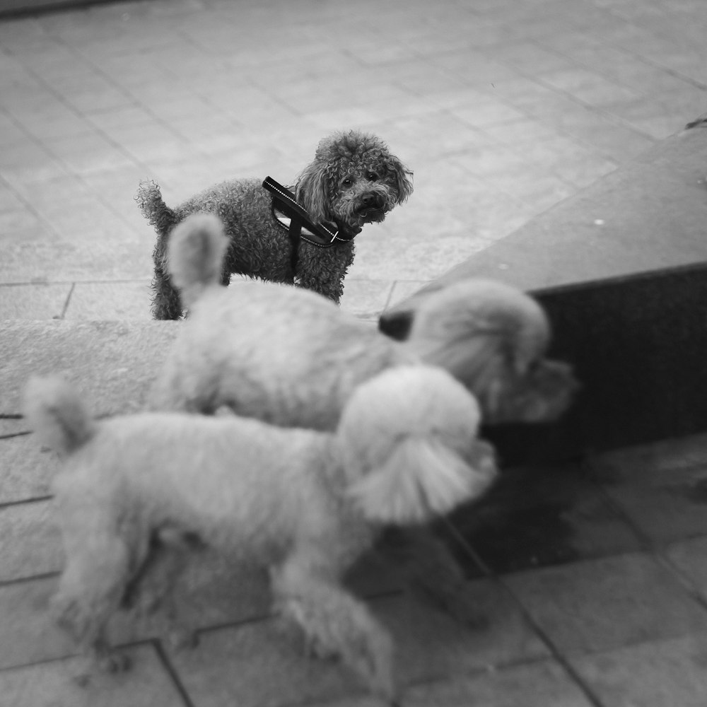 two small dogs playing with each other on a sidewalk