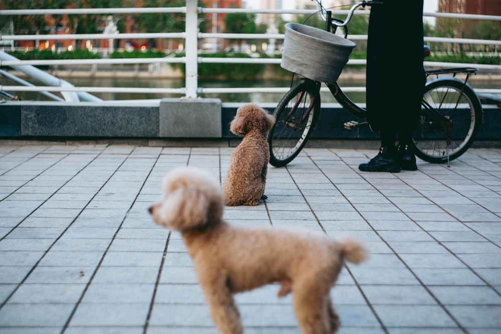 a small brown dog standing next to a bike