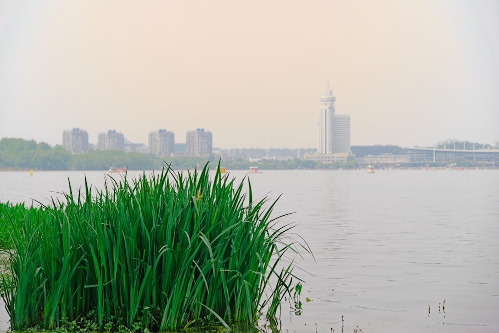 a large body of water with tall grass in the foreground