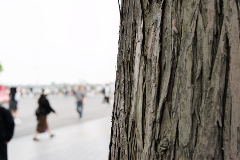 a close up of the bark of a tree