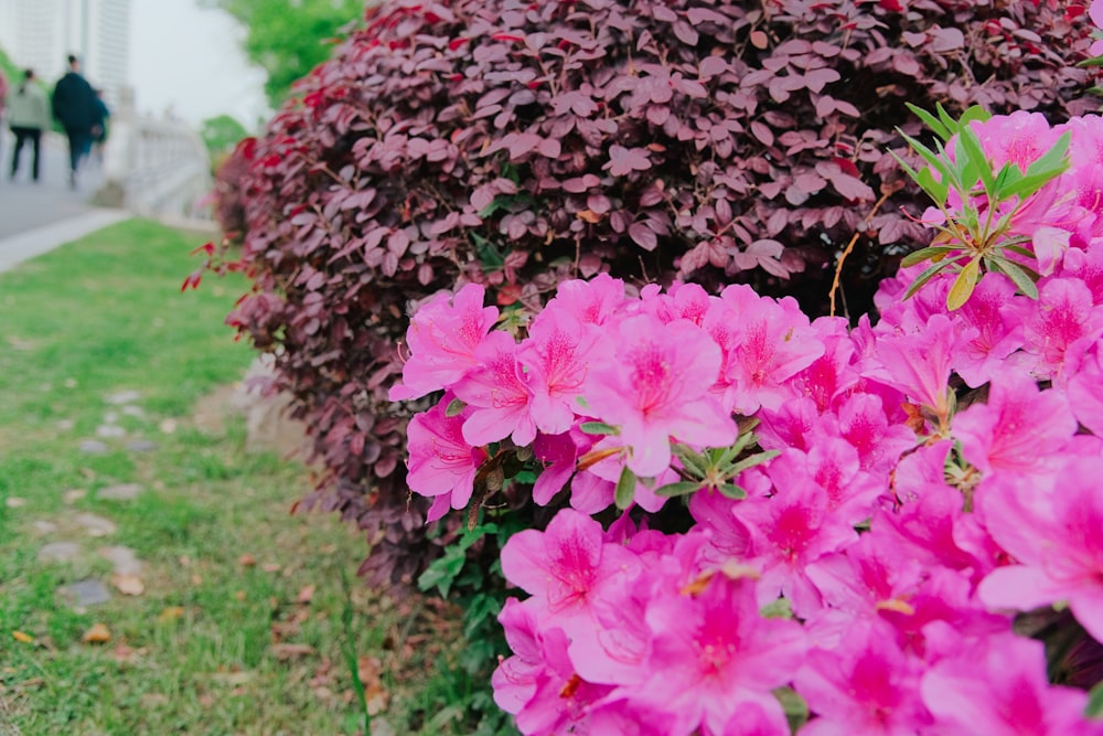 a bush of pink flowers next to a sidewalk