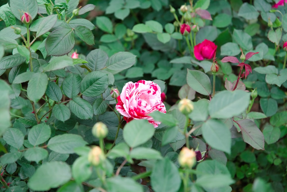 a pink flower surrounded by green leaves