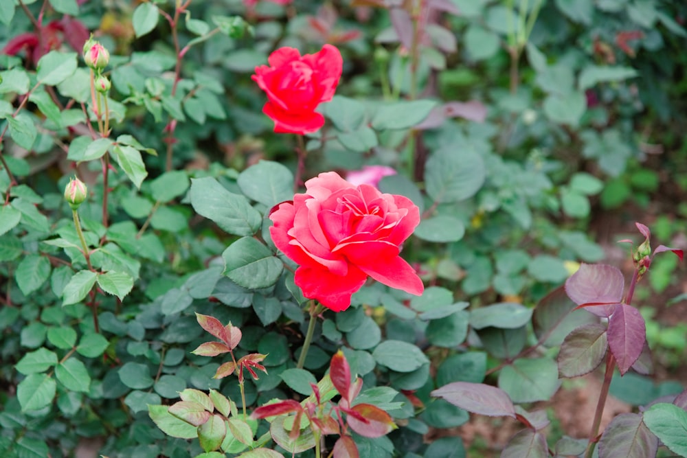 Una rosa rossa sta sbocciando in un giardino