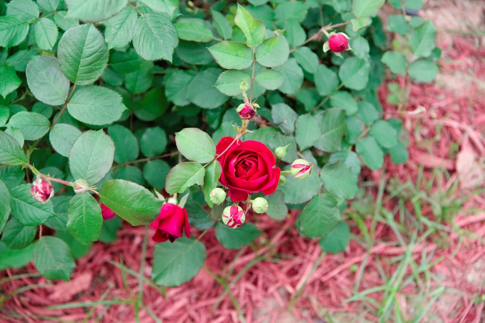 a red rose is blooming in a garden