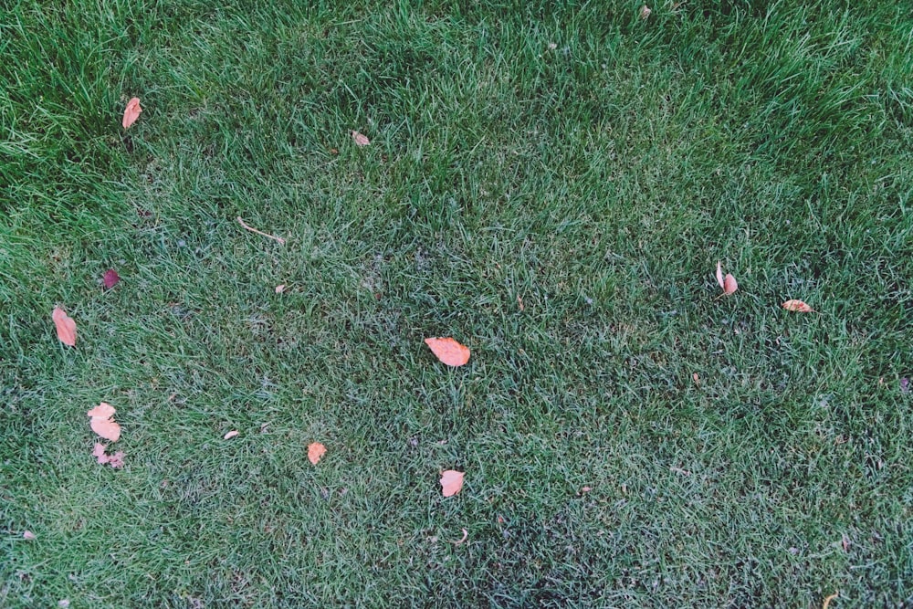 Ein Hund steht mit einer Frisbee im Gras