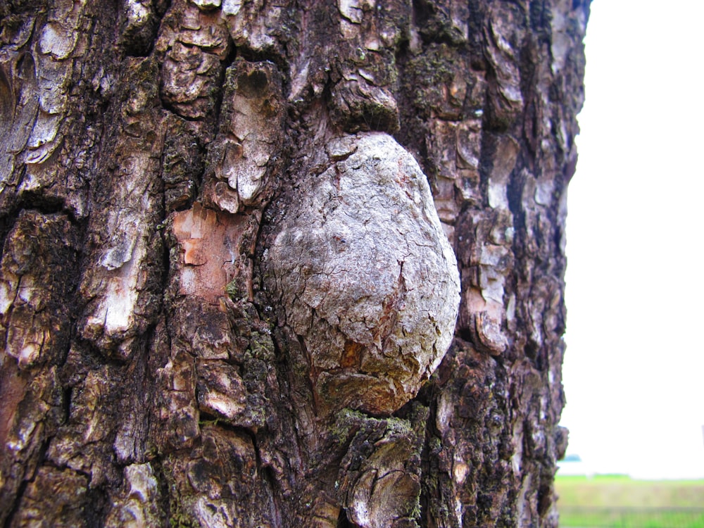 a rock embedded in the bark of a tree