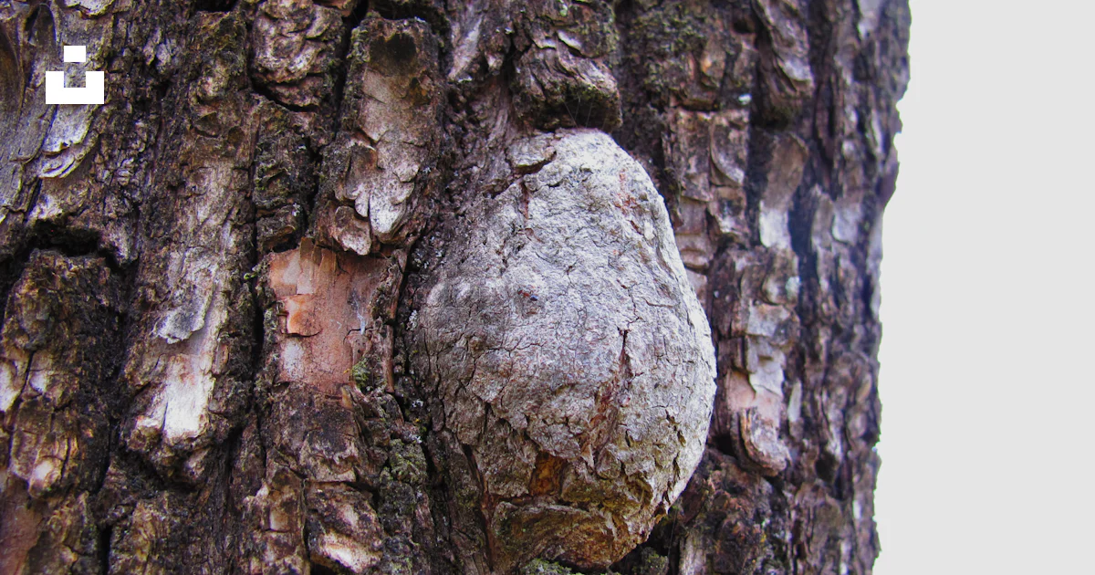 Embedded Bark A rock embedded in the bark of a tree photo – Free Beautiful flower ...