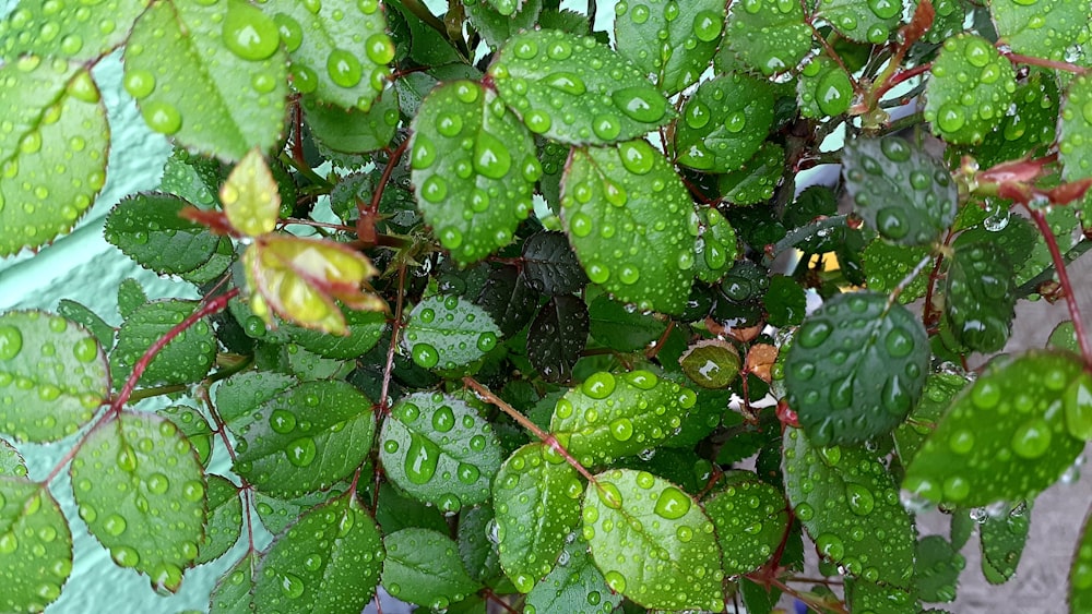 a plant with lots of water droplets on it
