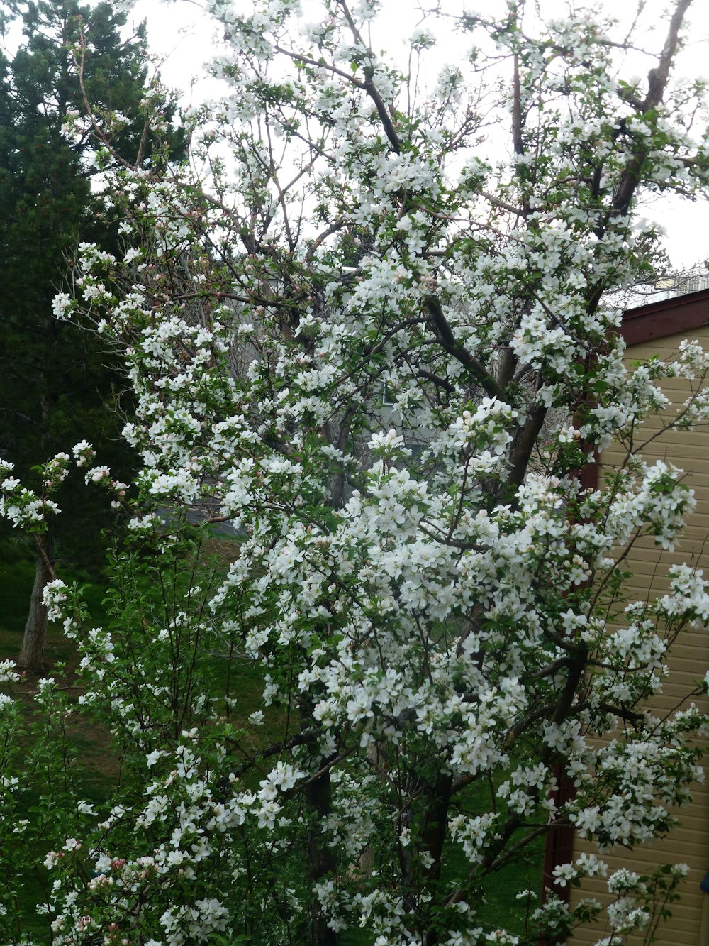 a tree with white flowers in front of a building