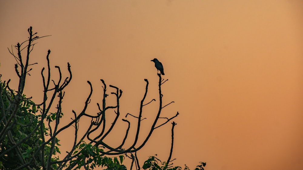 a bird sitting on top of a tree branch