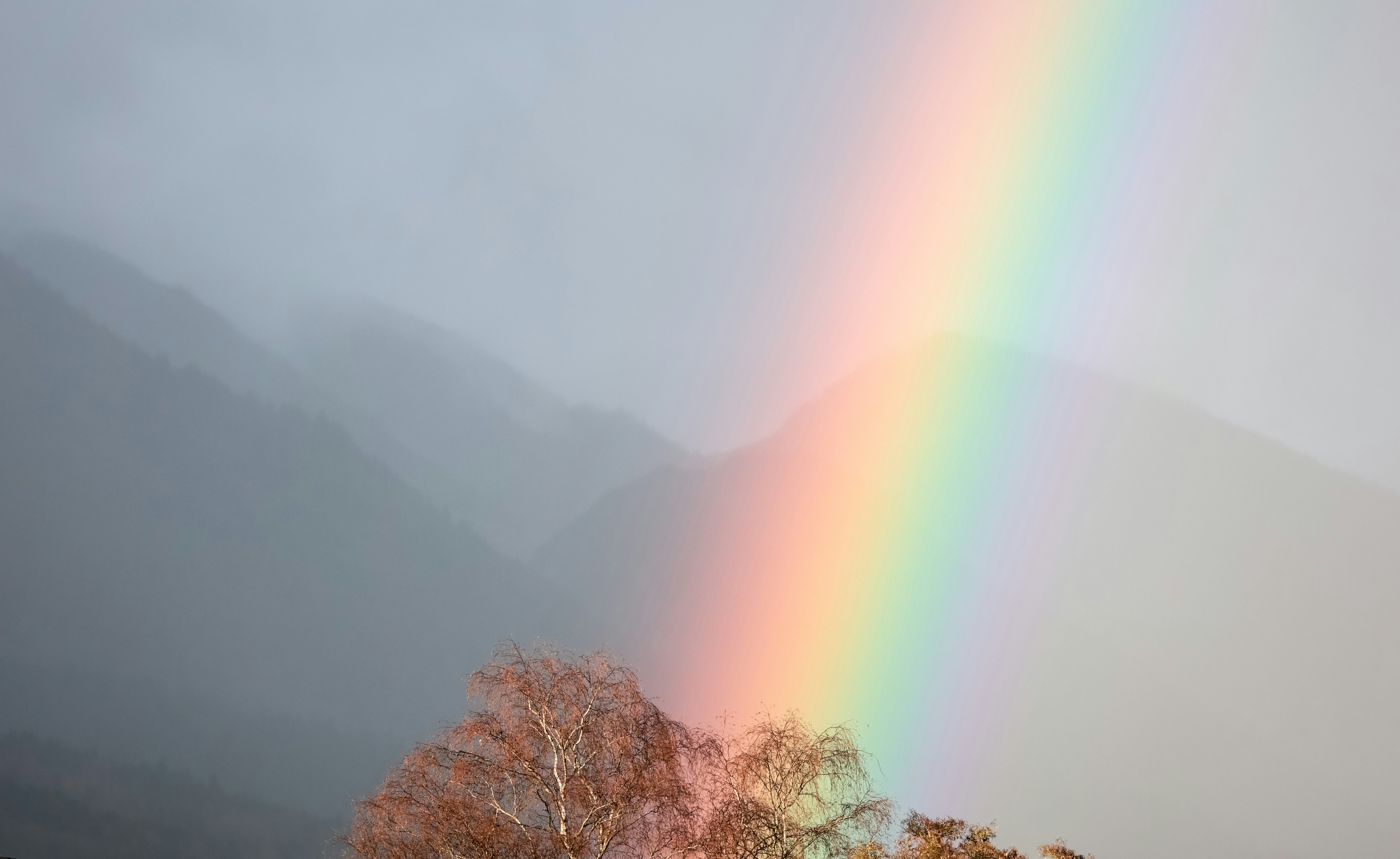 Ein Regenbogen leuchtet hell am Himmel über einem Baum