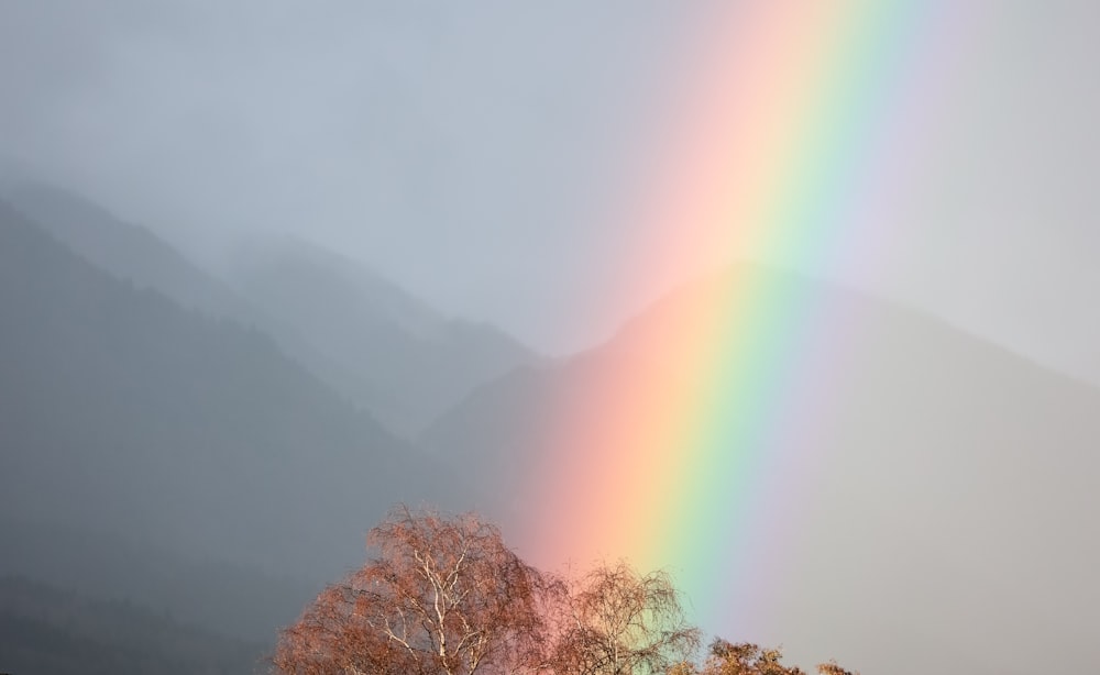 a rainbow shines brightly in the sky above a tree