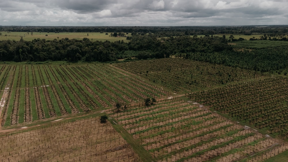 an aerial view of a large field of trees