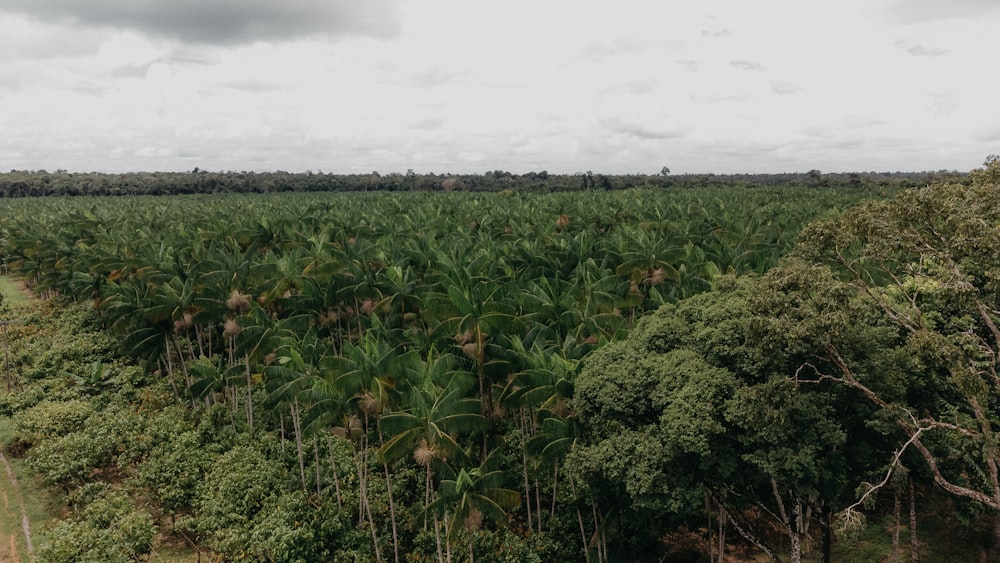 a lush green forest filled with lots of trees