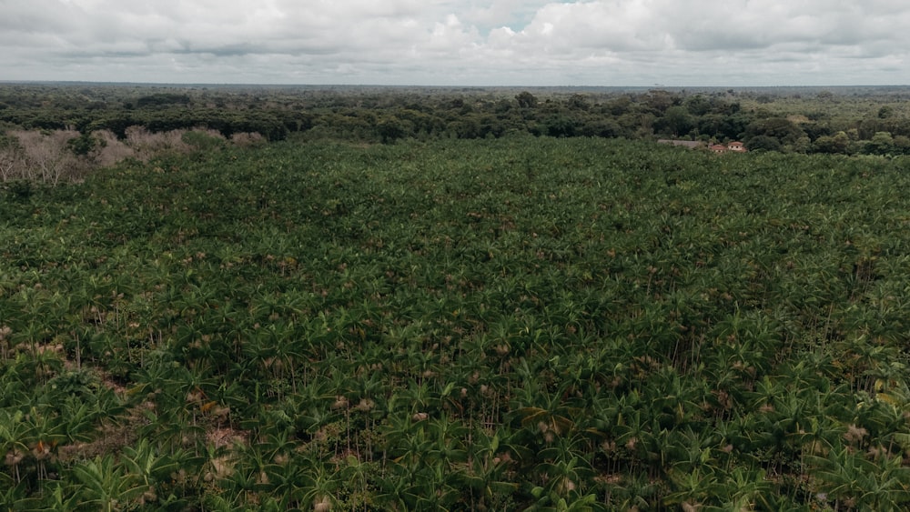 a large field of green plants with trees in the background