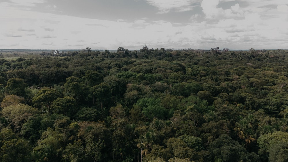 an aerial view of a lush green forest