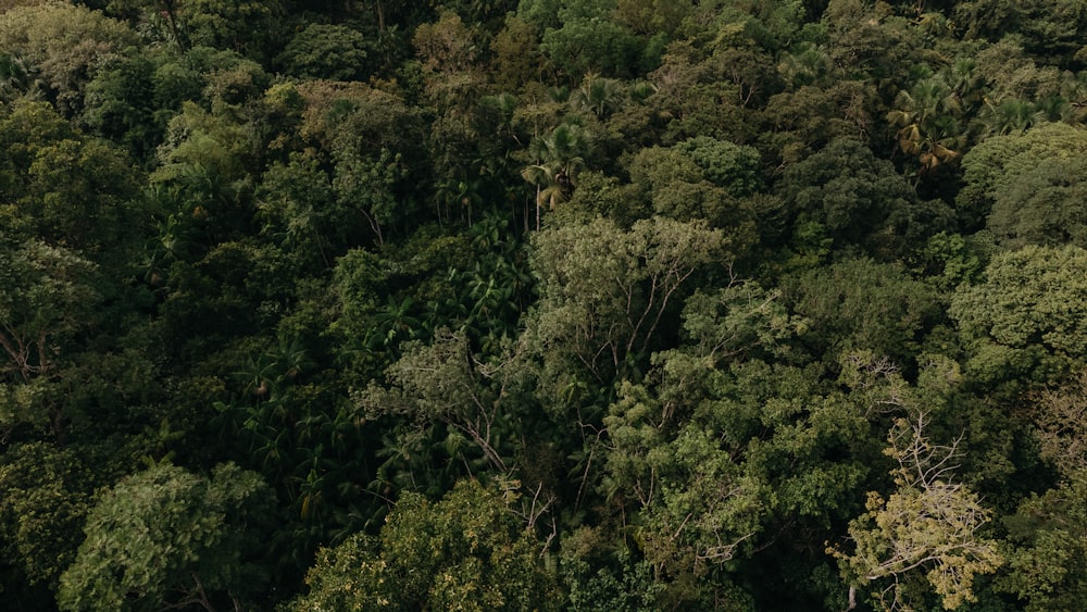 an aerial view of a lush green forest