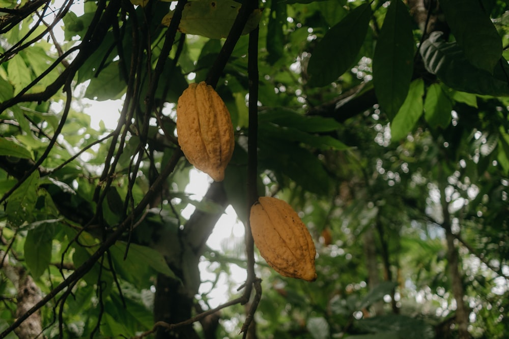 a bunch of fruit hanging from a tree