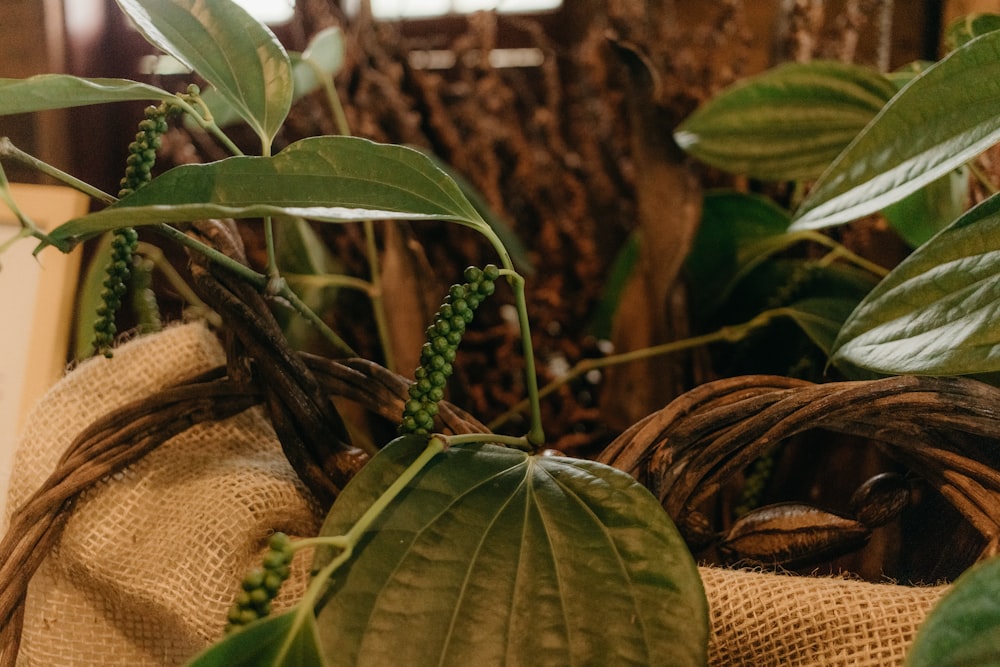 a close up of a plant with green leaves