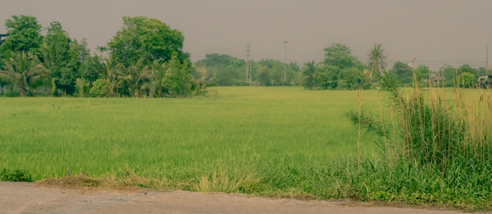 a green field with trees in the background