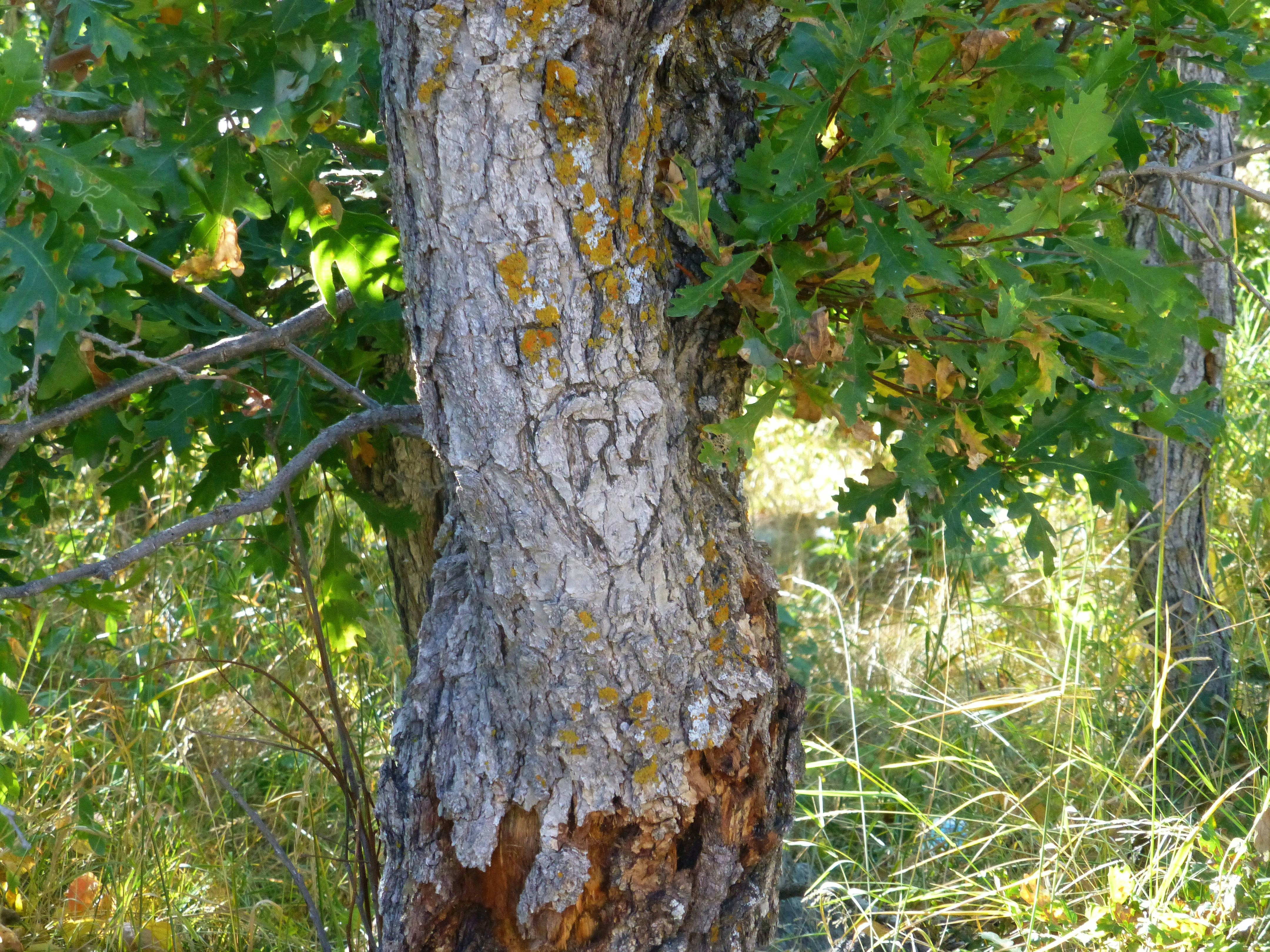 Old Oak Tree Pictures | Download Free Images on Unsplash