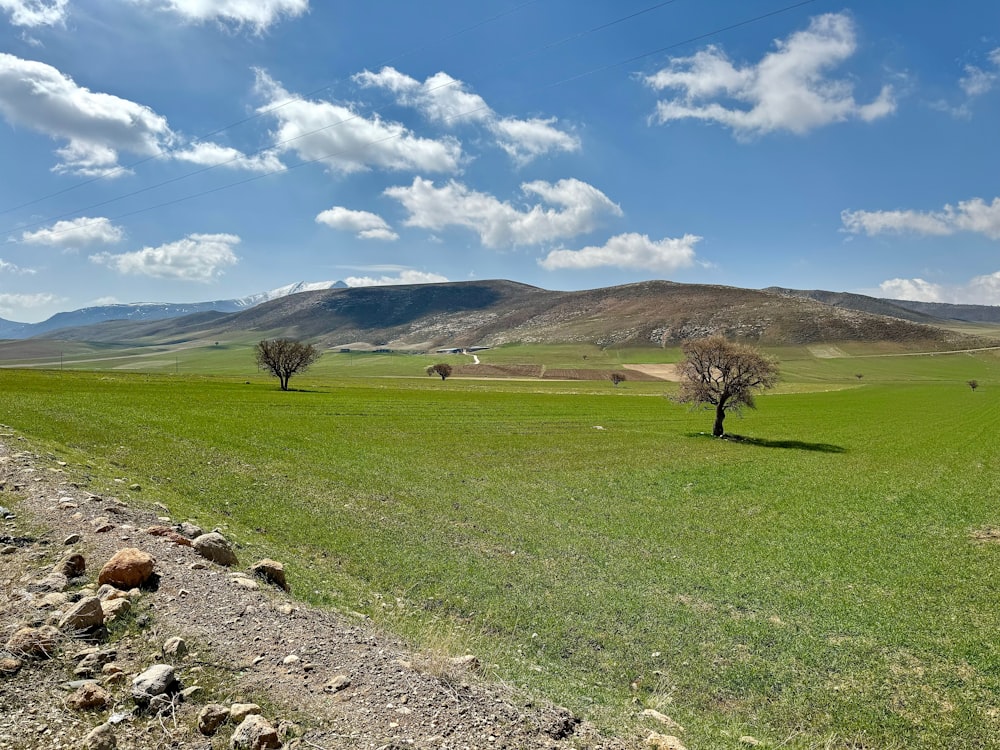 a grassy field with a few trees in the distance