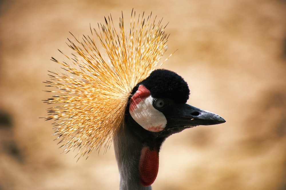 a close up of a bird with a mohawk on it's head