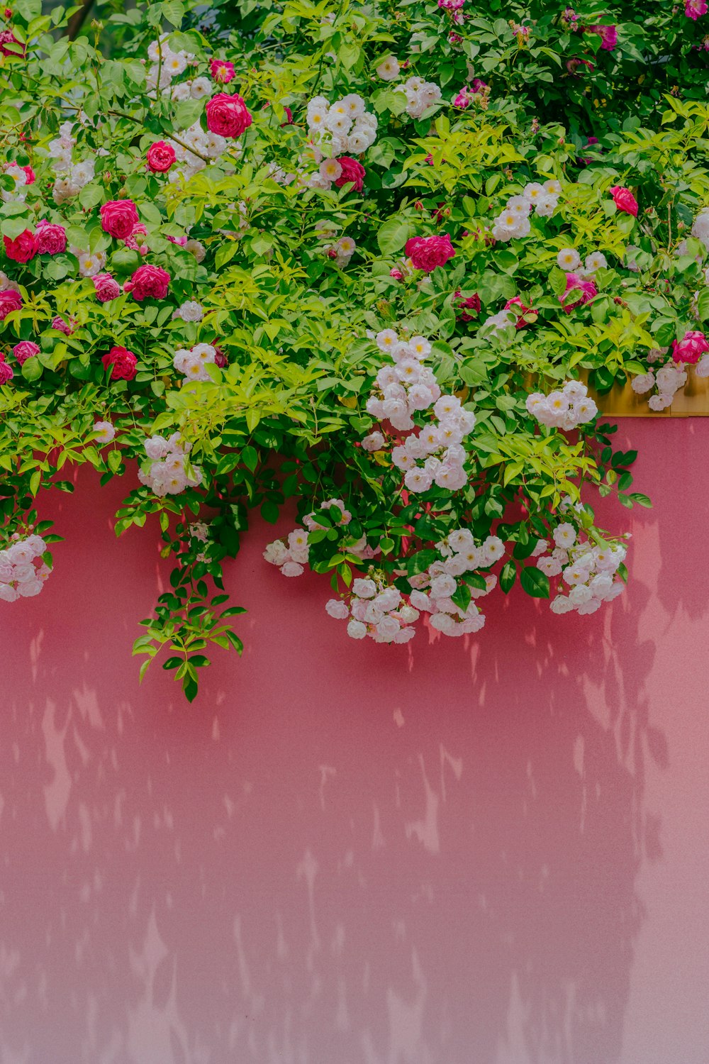 a planter filled with lots of pink and white flowers