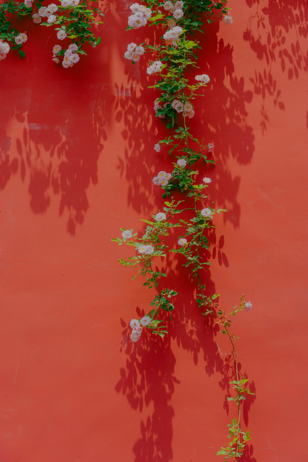 a red wall with white flowers growing on it