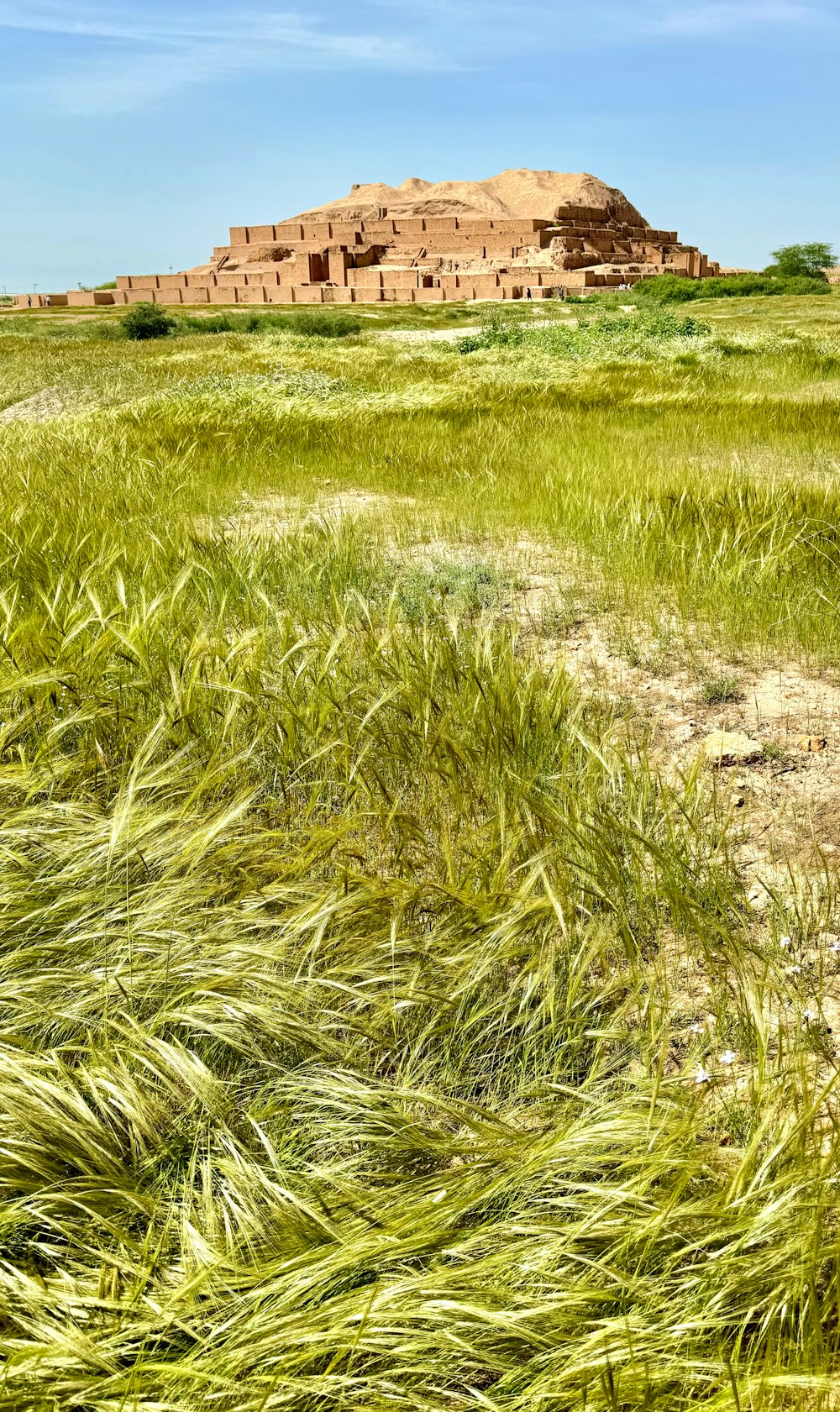 a grassy field with a building in the background