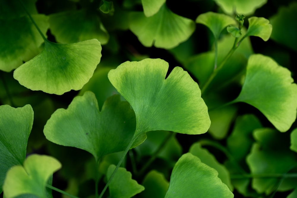 a close up of a bunch of green leaves