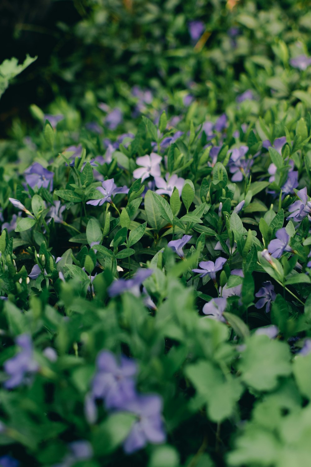 a bunch of flowers that are in the grass