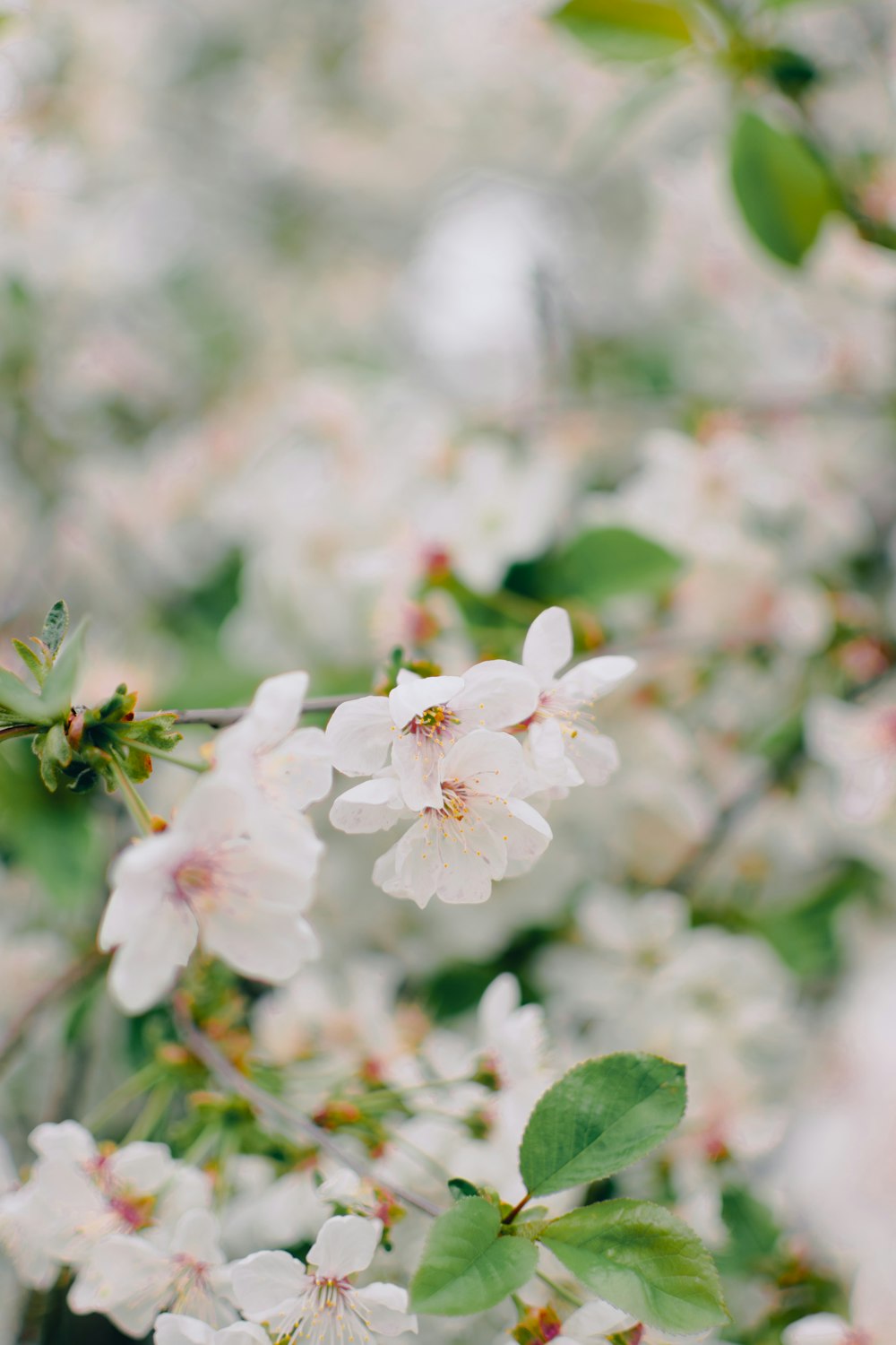 a bunch of white flowers that are on a tree