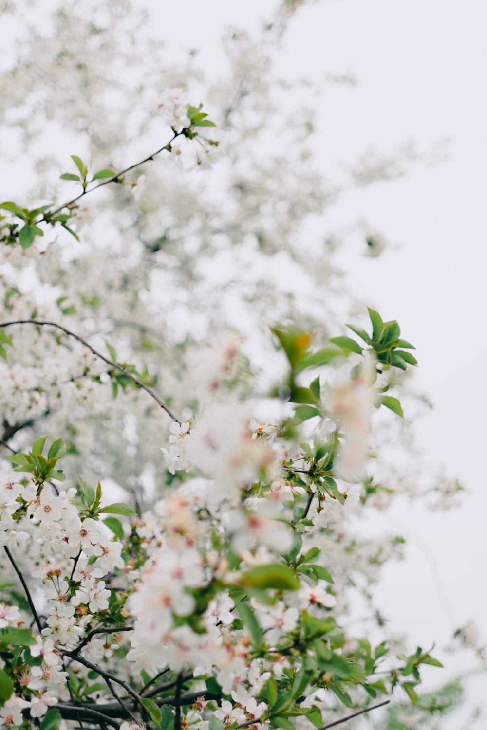 a tree with white flowers and green leaves