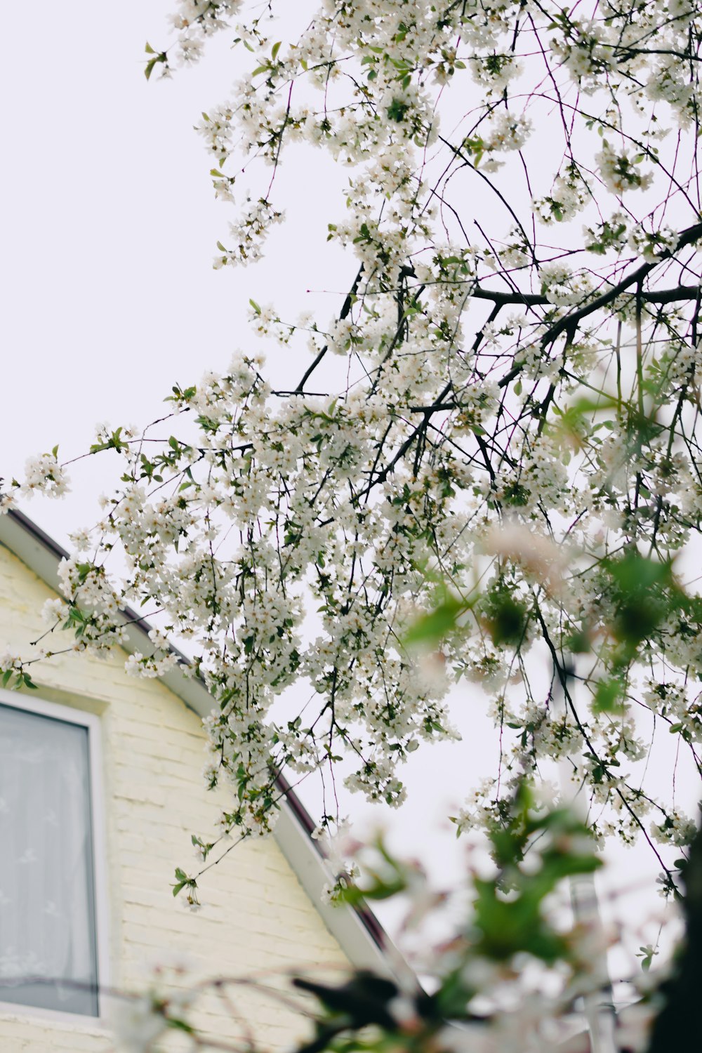 a tree with white flowers in front of a house