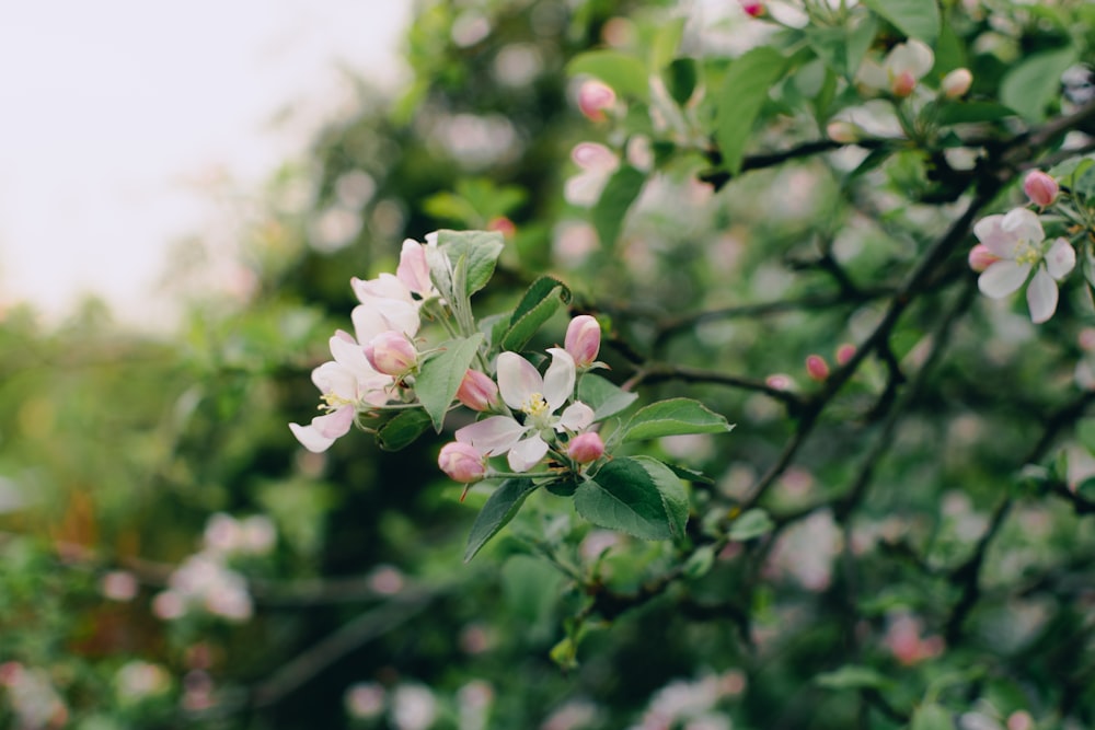 a close up of some flowers on a tree