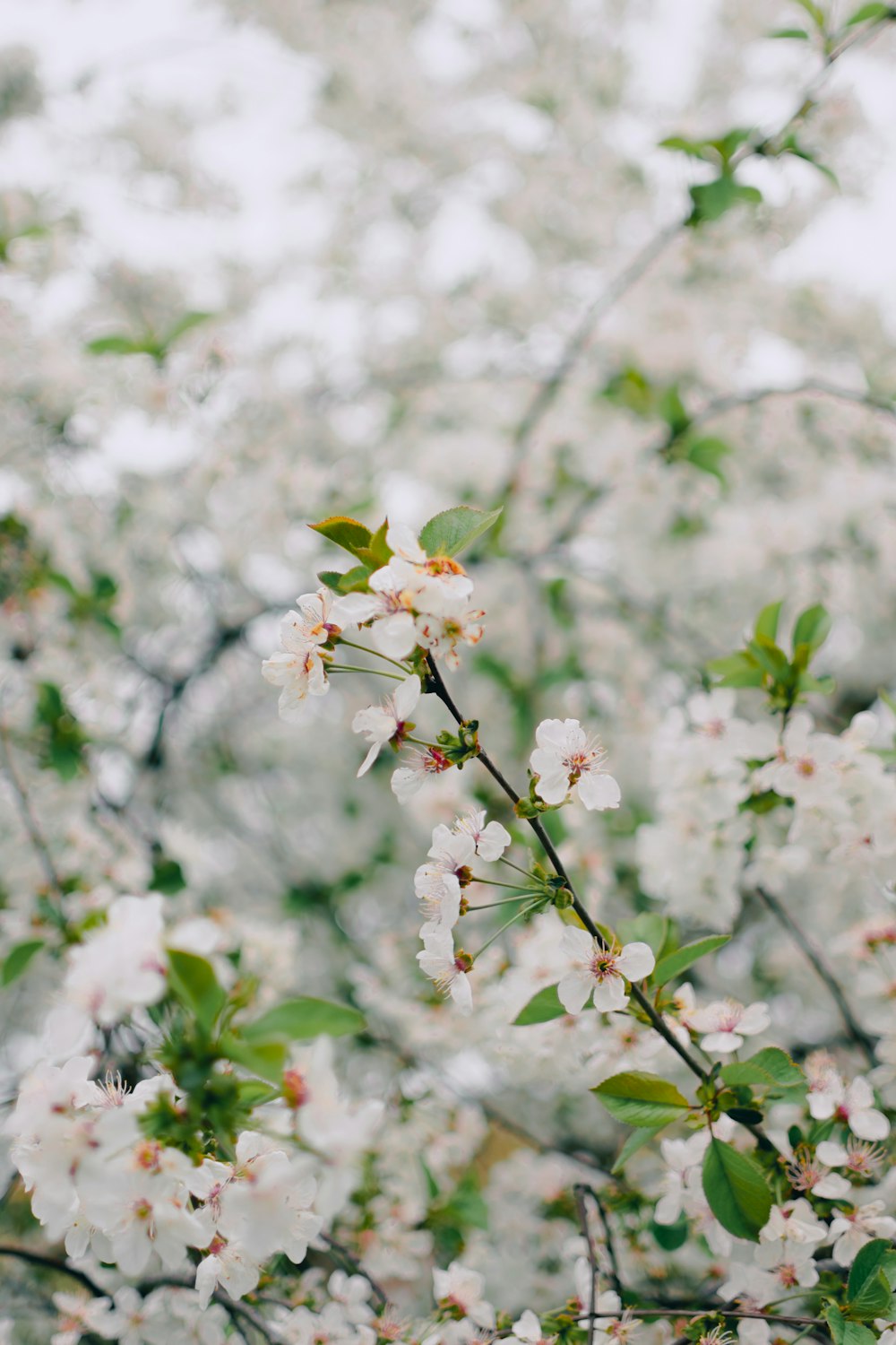 a tree with white flowers and green leaves