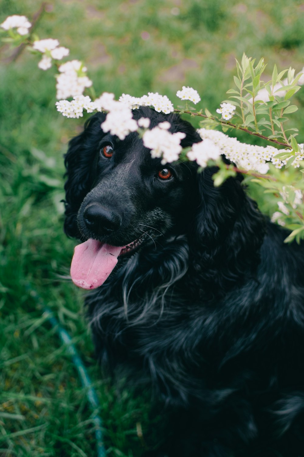 a black dog with a flower crown on its head