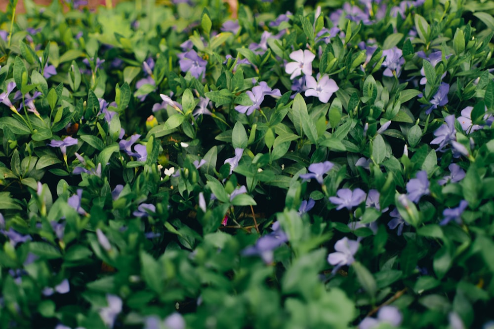 a bunch of blue flowers that are in the grass