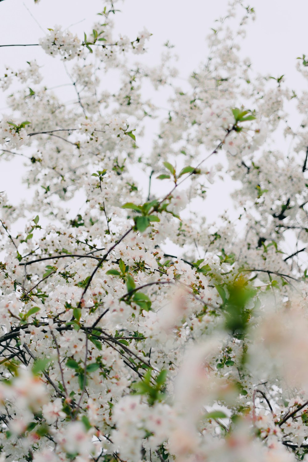 a tree filled with lots of white flowers