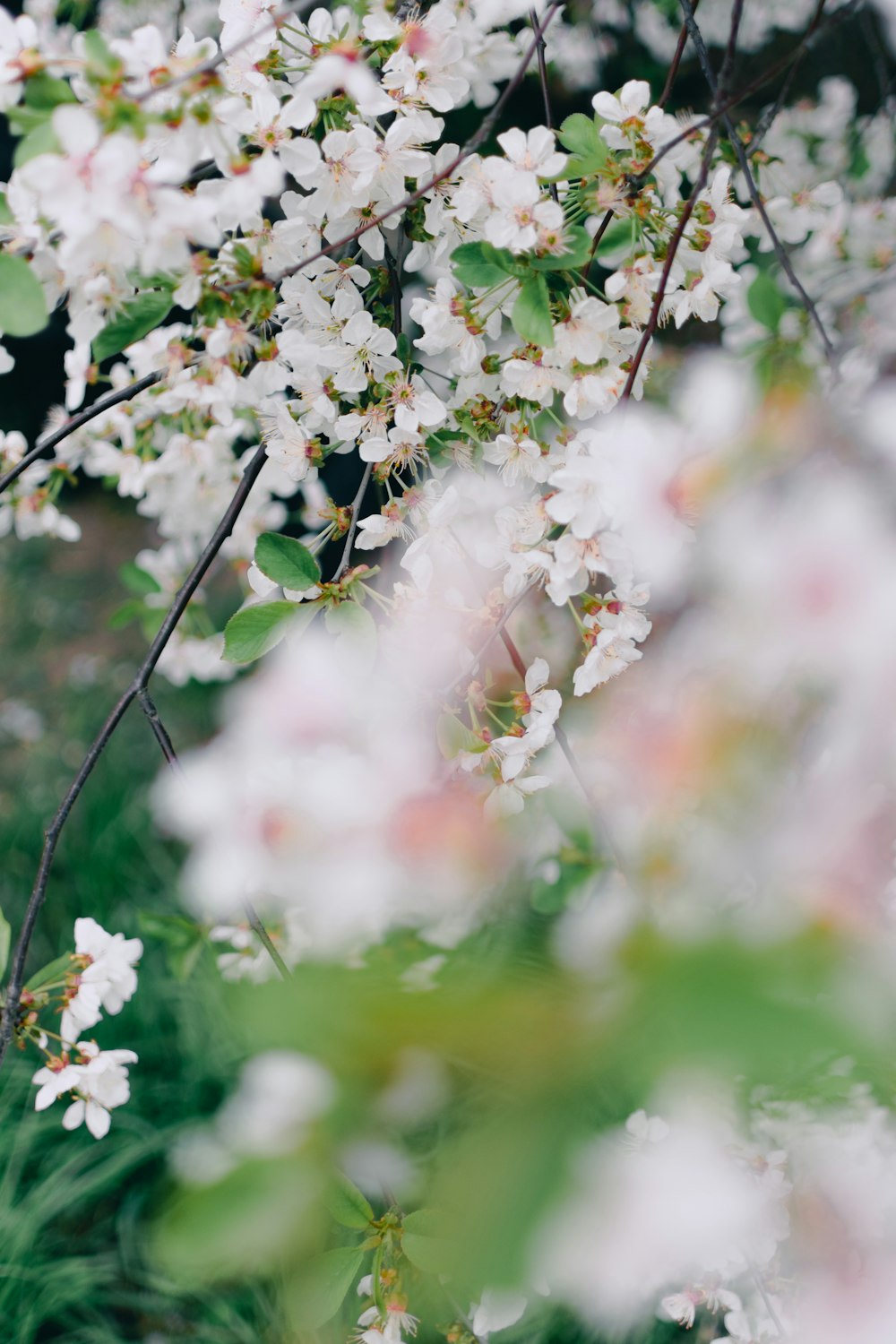 a bunch of white flowers that are on a tree