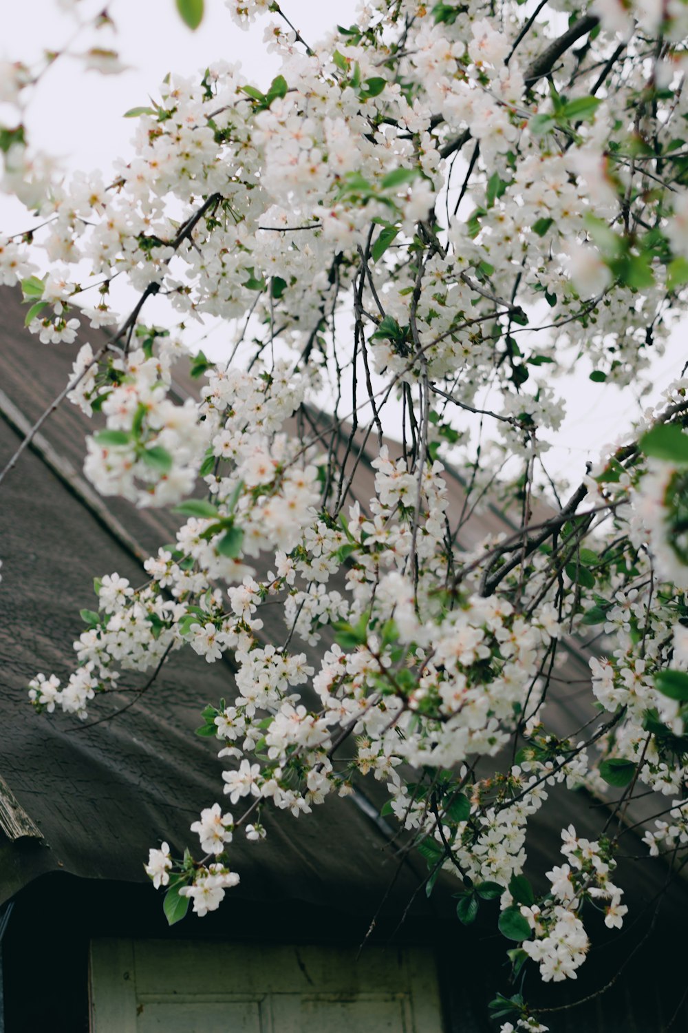 a tree with white flowers in front of a house