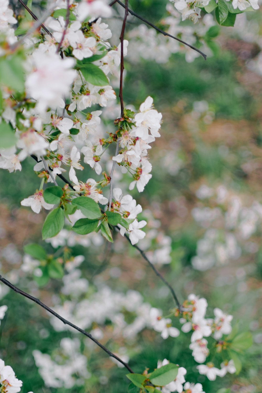 a bunch of white flowers growing on a tree