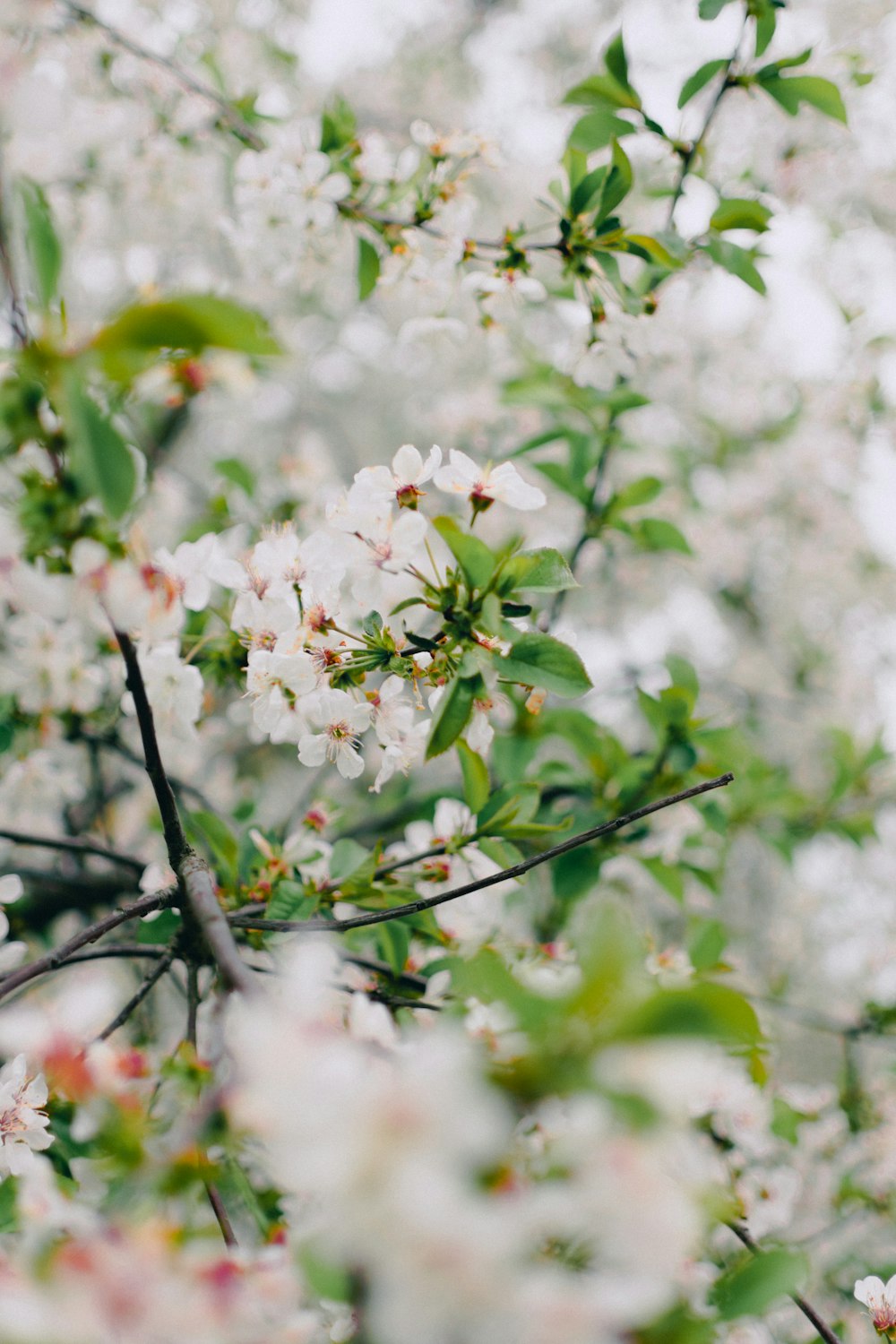 a tree filled with lots of white flowers