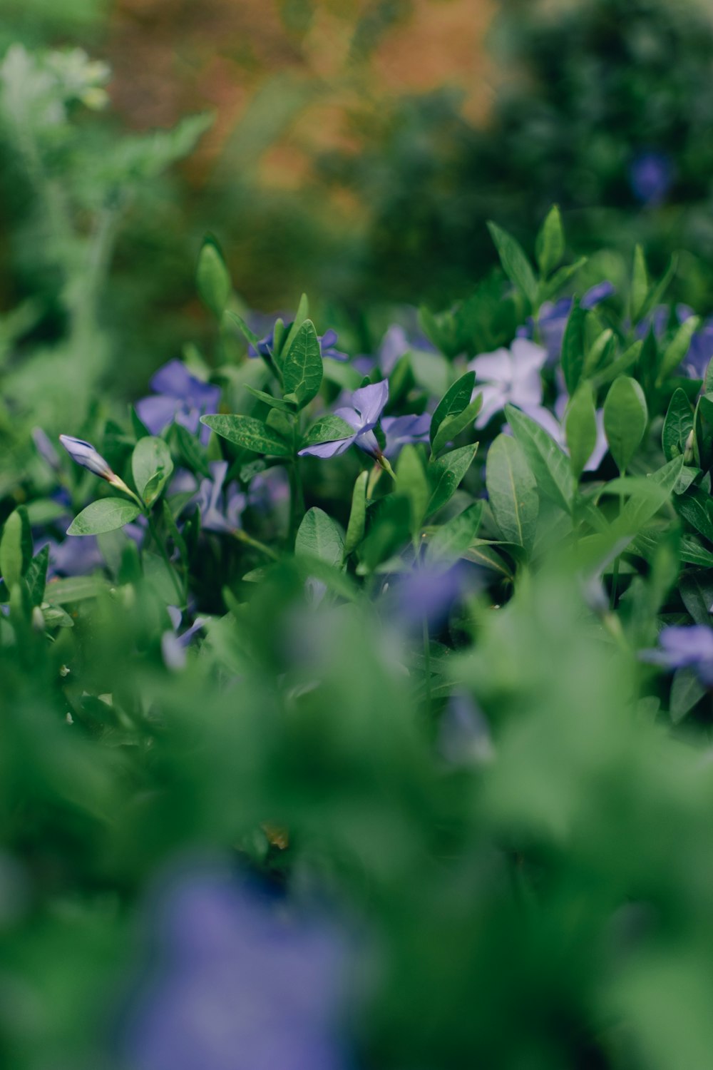 a bunch of blue flowers that are in the grass