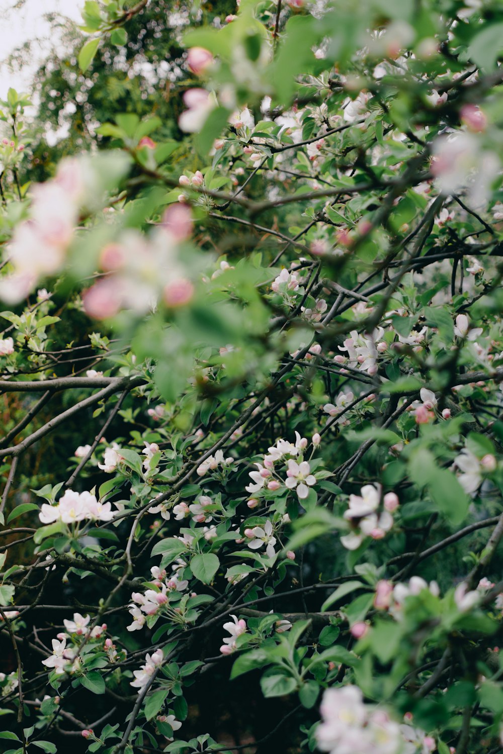 a bush with white flowers and green leaves