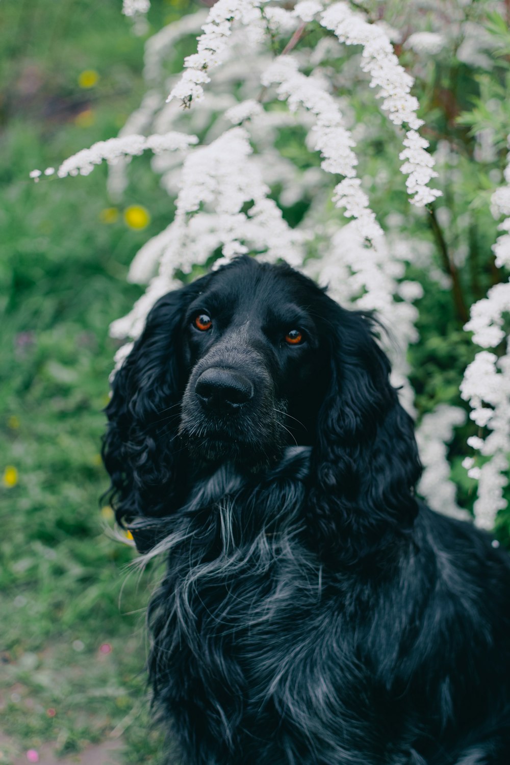 a black dog sitting in front of white flowers