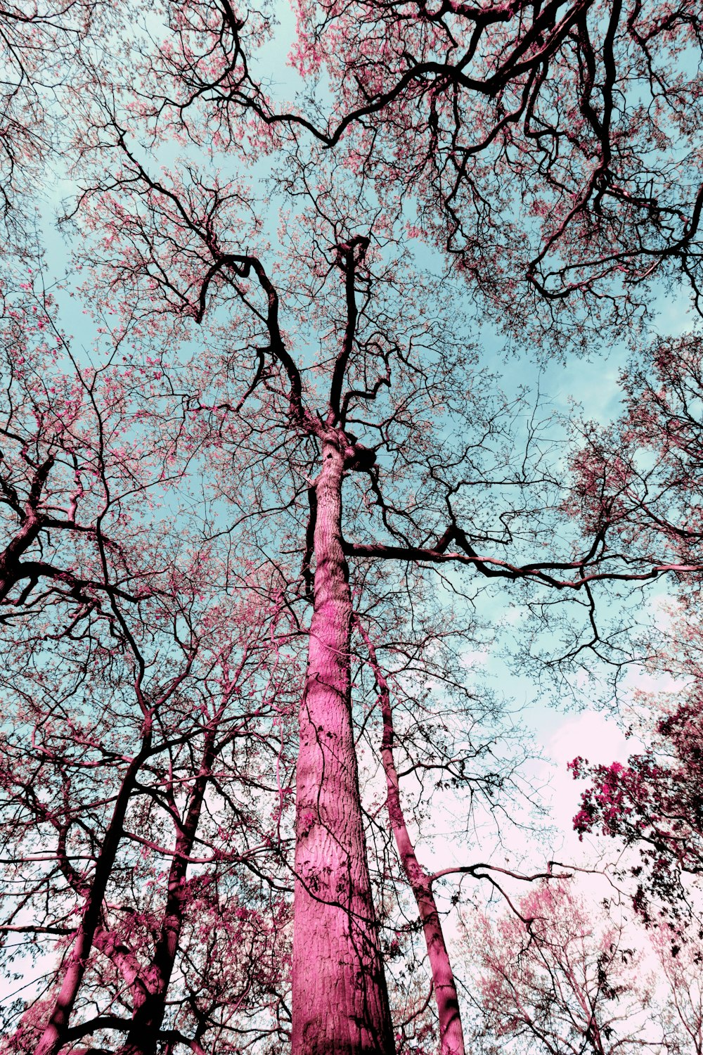 looking up at a tall tree with pink leaves