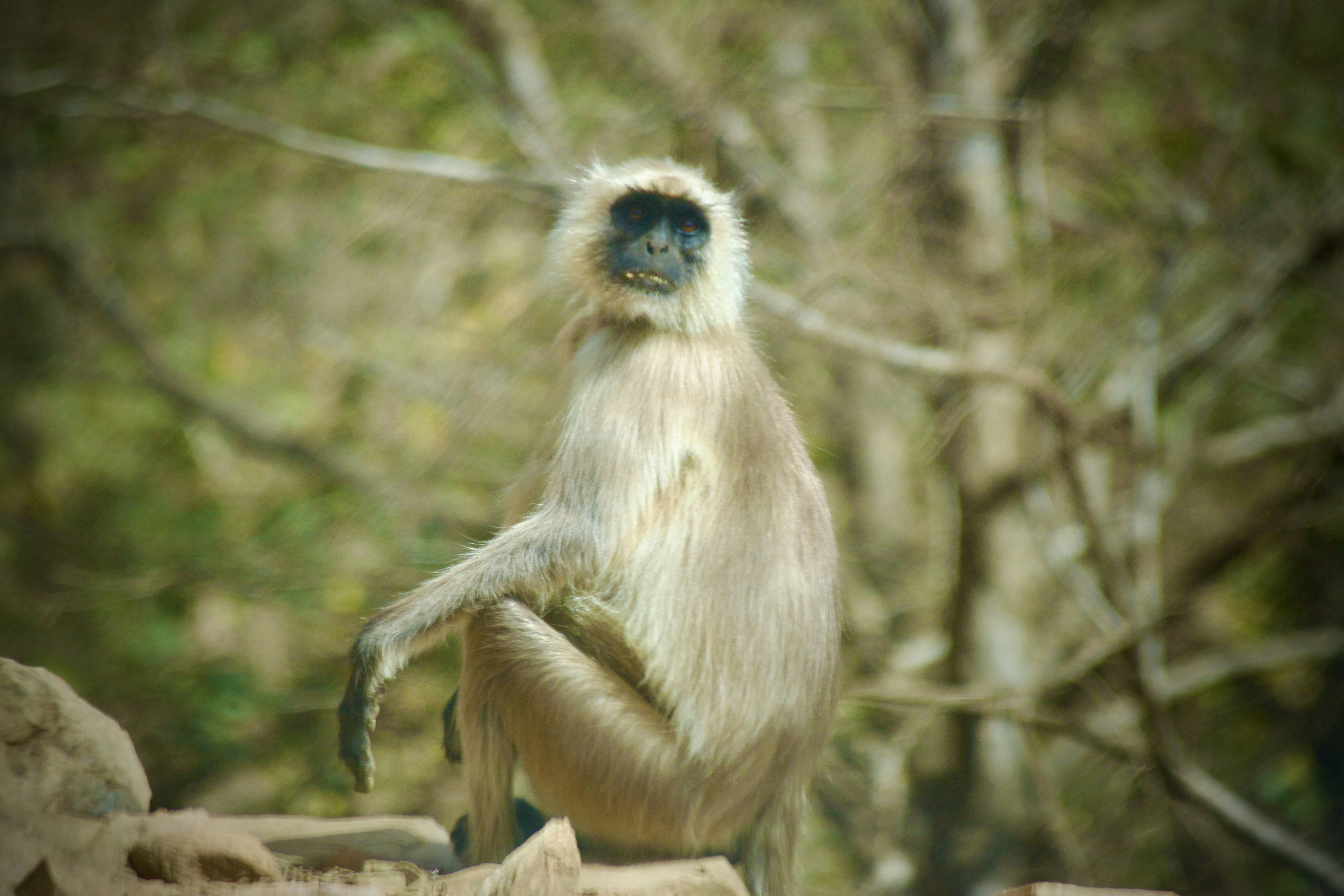 a monkey sitting on a rock in front of some trees