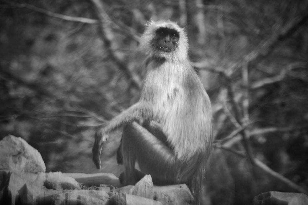 a black and white photo of a monkey sitting on a rock
